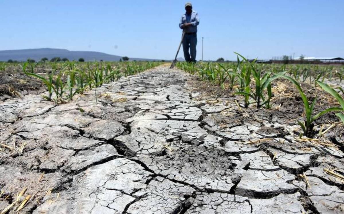 Primero sequía; ahora heladas: Prevén pérdidas para el campo lagunero