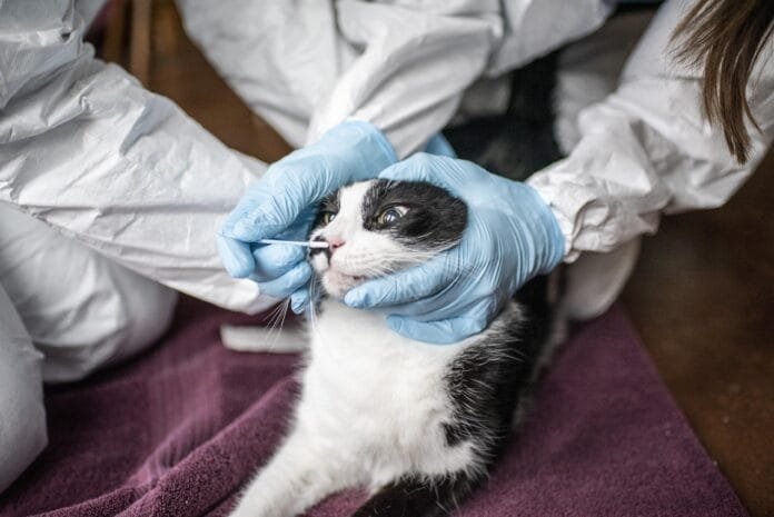 ¿Por qué los gatos son un enigma médico?