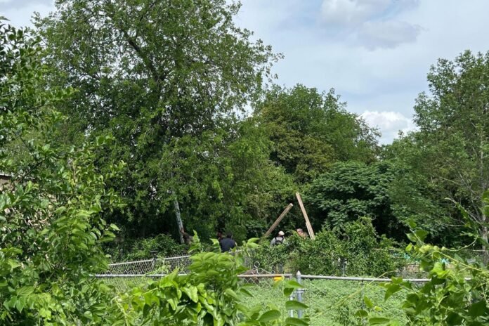 Para evitar ser arrestado por migración, un migrante pasa ocho horas subido a un árbol en San Antonio