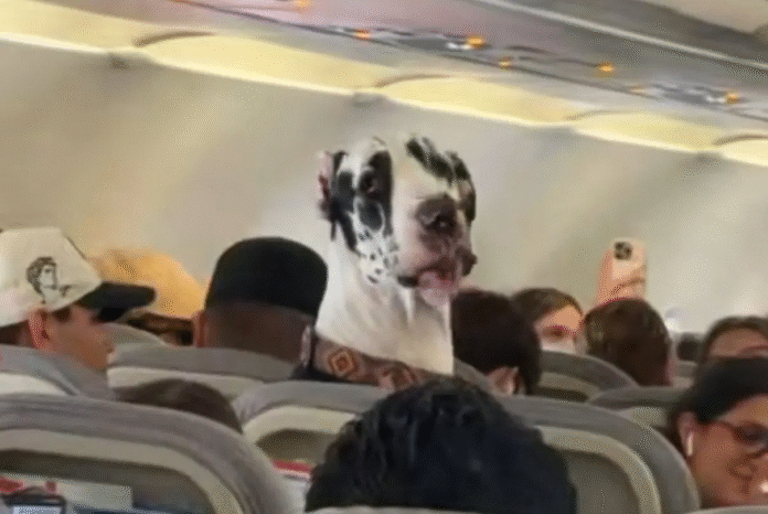 Captan a gran danés como pasajero de vuelo en México (video)