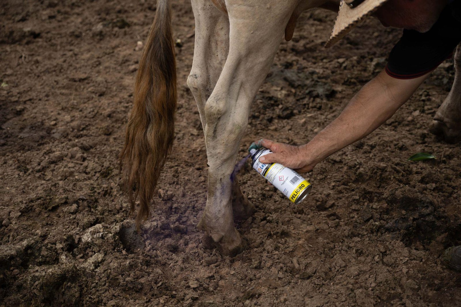 Gusano barrenador: la plaga sigue avanzando hacia el norte