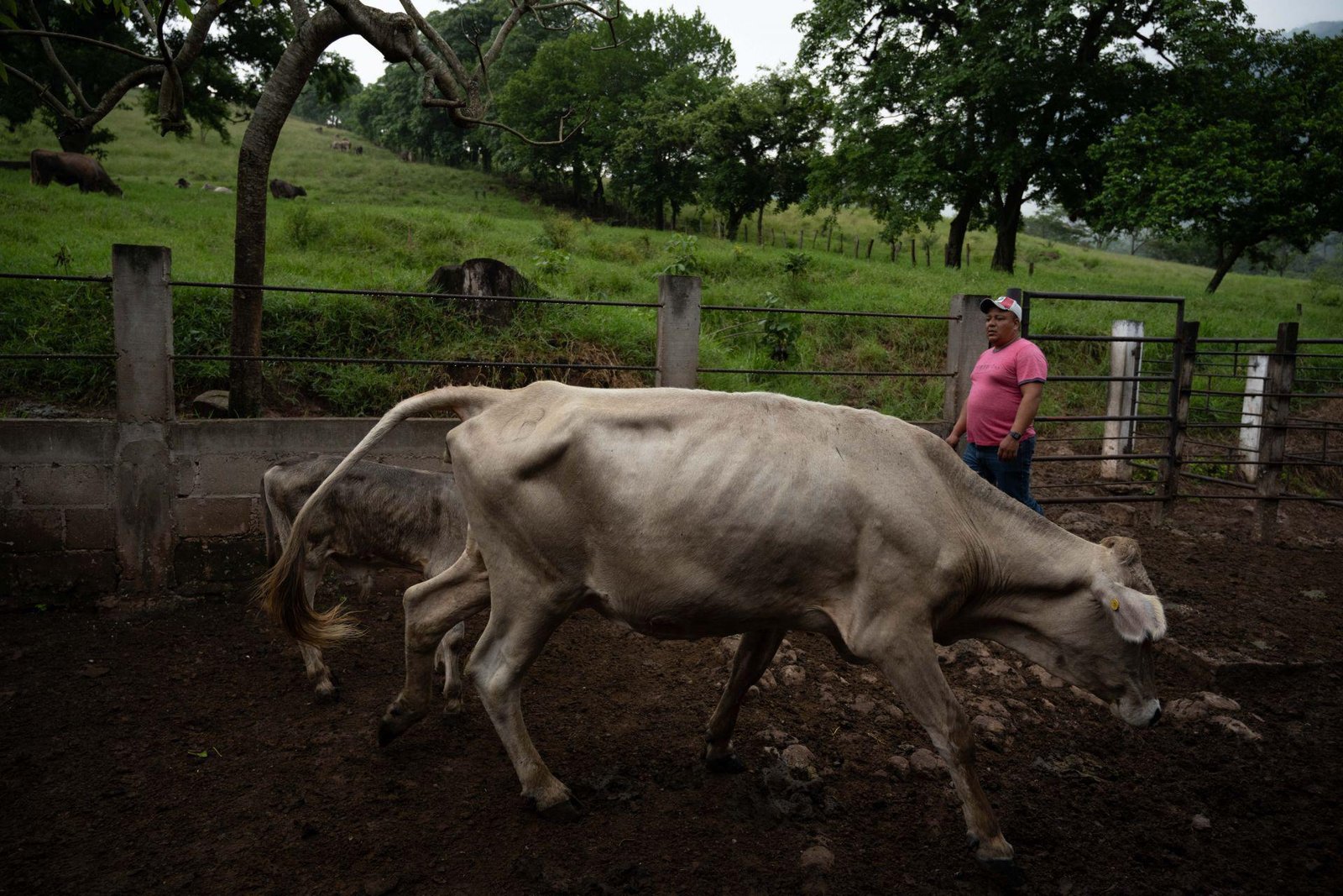 ‘Crisis silenciosa’ en el campo: PRI advierte golpe millonario por cierre de exportación de ganado