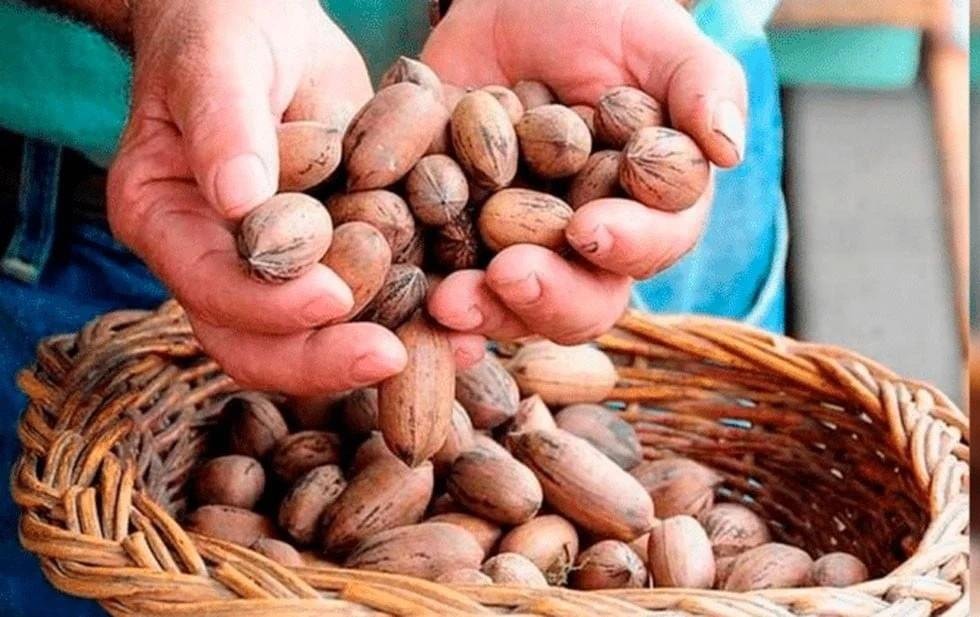 Coahuila: desplome en producción de nuez agrava ‘batalla’ por su comercialización