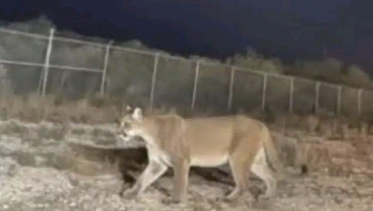 Avistamientos de puma generan alarma en ejido La Leona, en Paredón, Coahuila